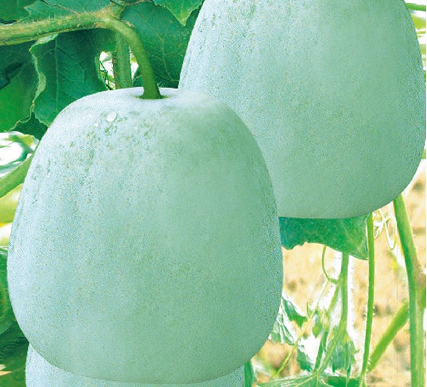 大冬瓜苗– LUCKY FLOWER