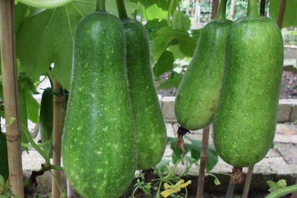 節瓜苗– LUCKY FLOWER