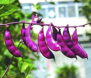 紫扁豆種子 30+