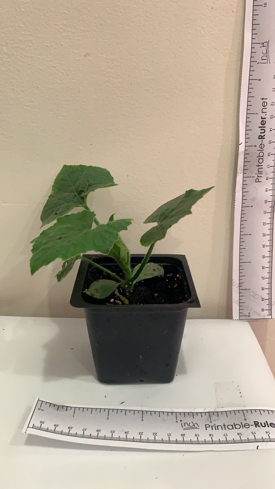 大冬瓜苗– LUCKY FLOWER