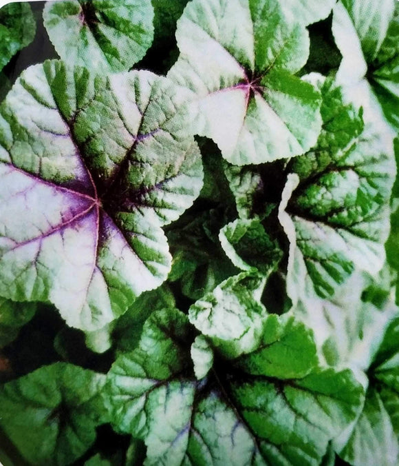 紫紅薺菜種子
