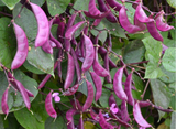 紫扁豆種子 30+