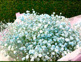 滿天星星 | Blue Babybreath Bouquet